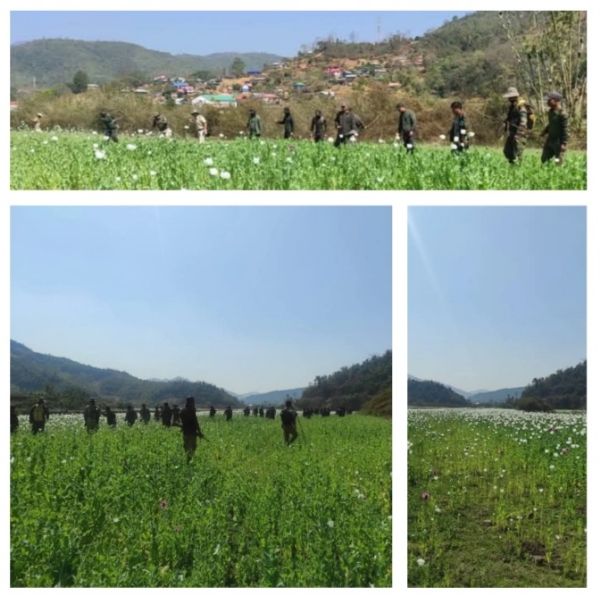 50 acres of illegal poppy cultivation destroyed in Kangpokpi