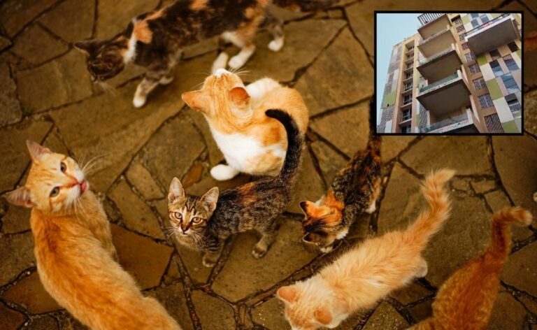 300 Cats Found In Pune Apartment After Neighbours Complain Of Foul Smell