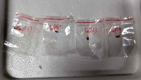 Two Chinese nationals charged with smuggling dangerous fungus in US