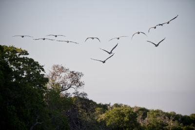 Heat extremes drive major declines in tropical birds: study