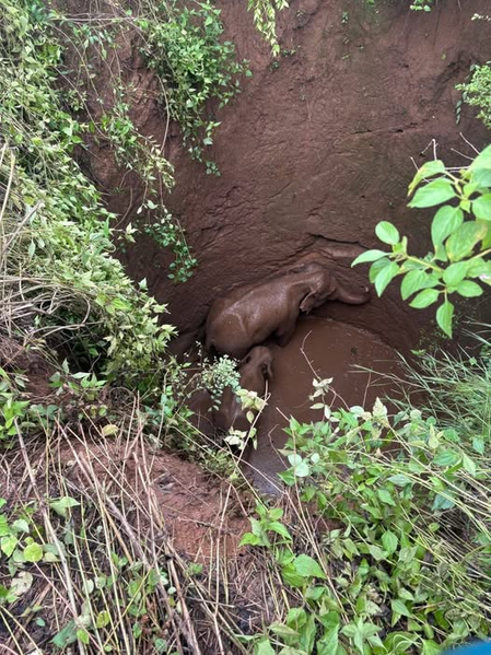 Two elephants trapped in 25-foot well in Jharkhand’s Ramgarh, rescue ops underway