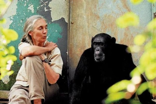 Jane Goodall-Who Redefined Humanity’s Kinship With Chimpanzees Passes Away