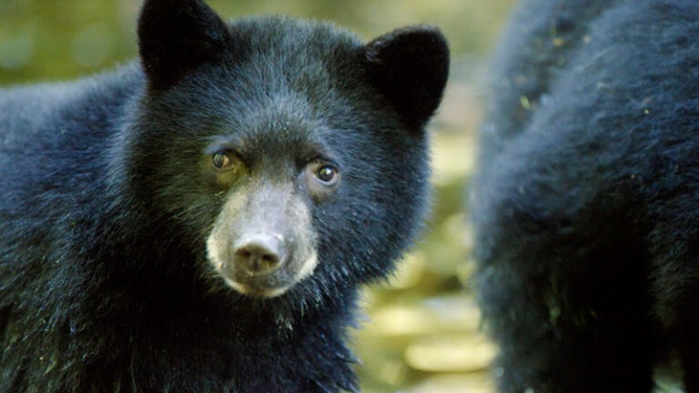 Srinagar Grapples With Multiple Bear Sightings; Rescue Teams Mobilised – Kashmir Observer