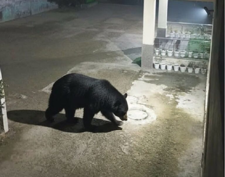 Kashmir’s Wild Crisis Comes to the City – Kashmir Observer