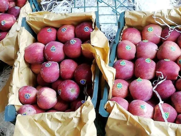 NC Opposes Apple Imports From New Zealand  – Kashmir Observer