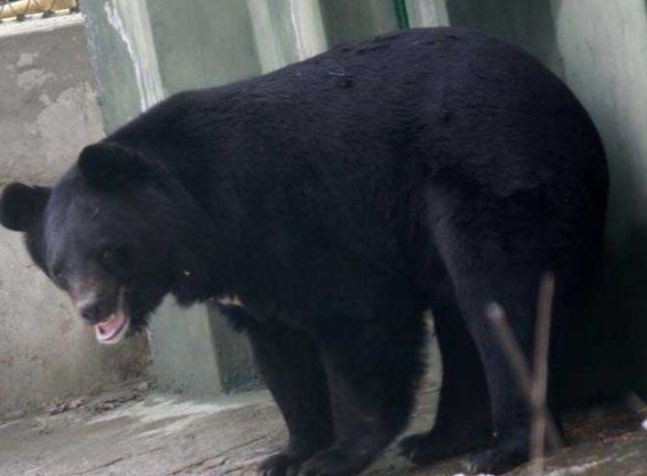 Black bear captured near Nigeen Lake after 11-day Srinagar hunt