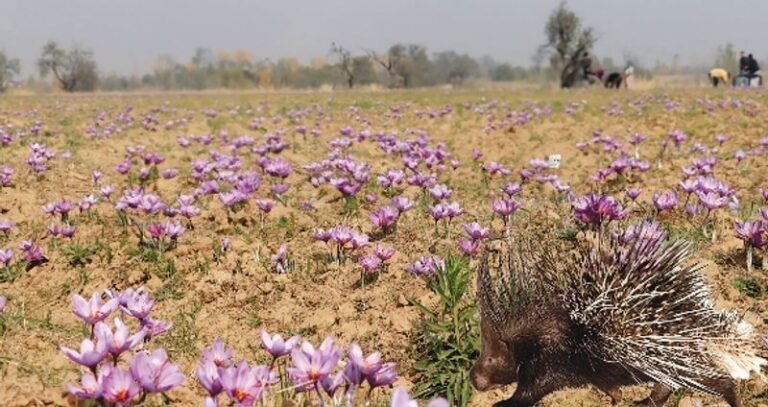‘Red Gold’ At Risk As Porcupines Destroy Saffron Corms – Kashmir Observer