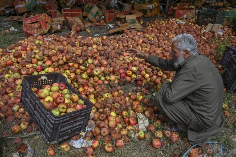 Growers on 2025 Fruit Crisis   – Kashmir Observer