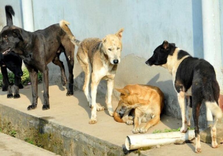 Stray Dogs Guard Abandoned Newborn Through Winter Night – Kashmir Observer