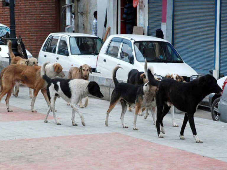 J&K Govt Orders Depts To Block Stray Dogs – Kashmir Observer