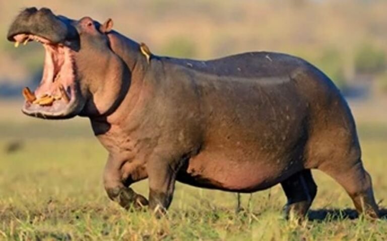 Hippos arrive at Jambu Zoo after rare inter-zoo exchange approved by Central Zoo Authority