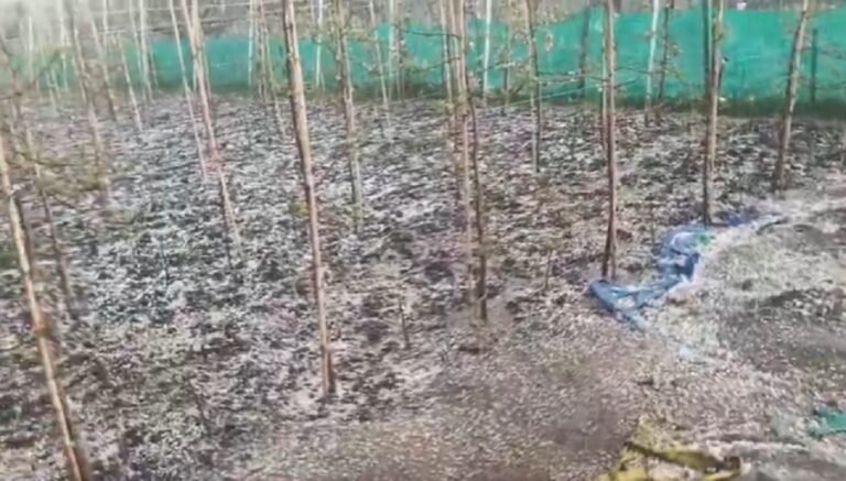 Hailstorm Damages Apple Blossoms In Shopian, Kulgam
