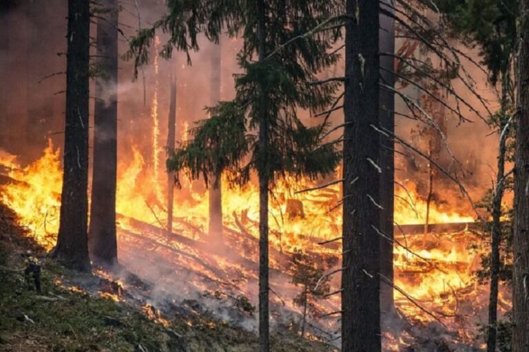 Forest Fire Breaks Out in Rajouri, Vast Forest Area Damaged