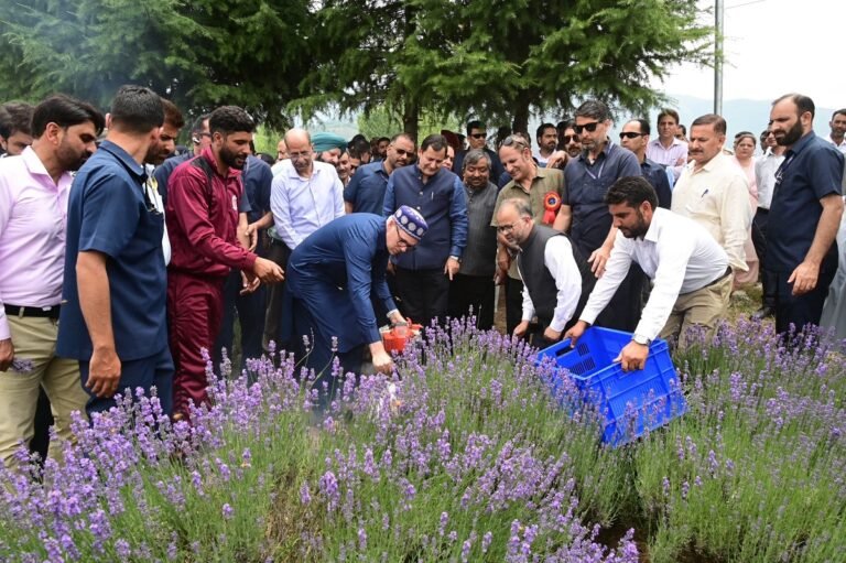 CM Omar Inaugurates Lavender Festival in Ganderbal
