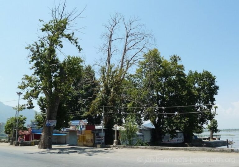 Illegal Ads on Chinars Put Srinagar Authorities on the Spot