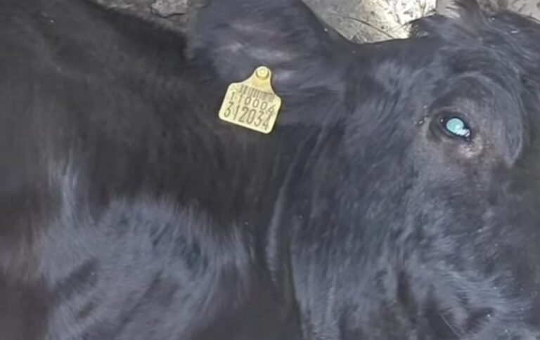Sudden cattle deaths in Saderkoot Payeen raise concern among livestock owners sudden cattle deaths in Saderkoot Payeen raise concern among livestock owners